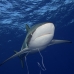 shark_silky_far_jar_v_0385_cub5458.jpg